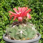 Gymnocalycium carminanthum