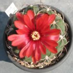 Gymnocalycium carminanthum