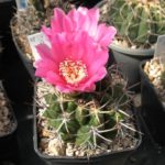 Gymnocalycium carminanthum P 133