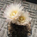 Gymnocalycium gibbosum