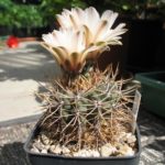 Gymnocalycium gibbosum