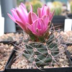 Gymnocalycium neuhuberi