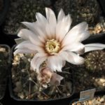 Gymnocalycium strigelianum