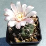 Gymnocalycium uebelmannianus