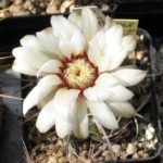Gymnocalycium vatteri Auslese