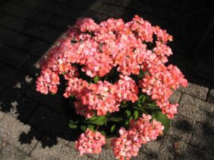 Kalanchoe blossfeldiana