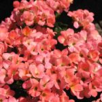 Kalanchoe blossfeldiana