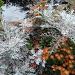 Chrysantheme und Silberblatt