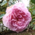 Englische Rose