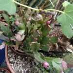 Schlumbergera Knospen