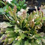 Schlumbergera Knospen