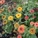 Zinnien im November