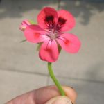 Duftpelargonie Brunswick