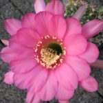Echinopsis obrepanda v. purpurea