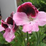 Edelpelargonie Lila Rosa
