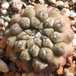 Eriosyce tenuis