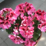 Edelpelargonie Rosa