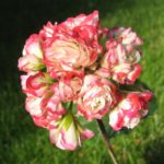 Appleblossom