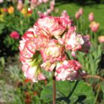 Appleblossom