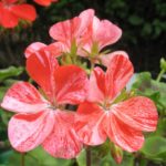 Lachsorange panaschierte Blüte