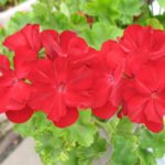Pelargonie Rubinrot