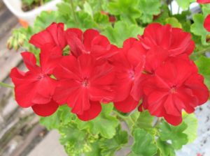 Pelargonie Rubinrot