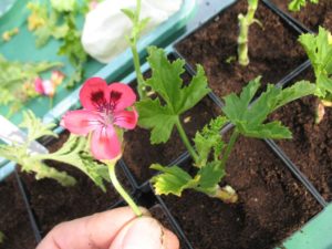 Pelargonien-Stecklinge Brunswick