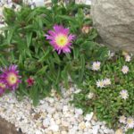 Delosperma