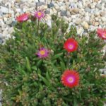 Delosperma bunt