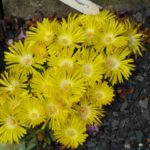 Delosperma congestum Golden Nugget