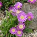 Delosperma sutherlandii