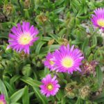 Delosperma sutherlandii