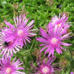 Delosperma sutherlandii