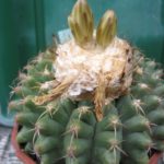 Discocactus magnimammus