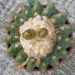 Discocactus magnimammus