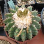 Discocactus magnimammus