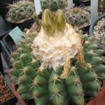 Discocactus magnimammus