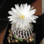 Discocactus horstii