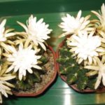 Discocactus magnimammus