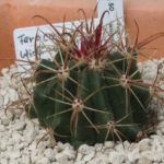 Ferocactus wislizenii SB228