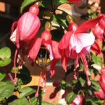 Fuchsie mit Hummel