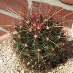 Hamatocactus hamatacanthus
