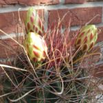Hamatocactus hamatacanthus