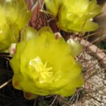 Hamatocactus hamatacanthus
