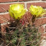 Hamatocactus hamatacanthus