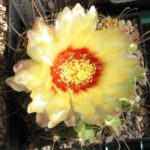 Hamatocactus setispinus