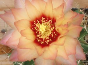 Hamatocactus setispinus Hybride