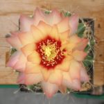 Hamatocactus setispinus Hybride