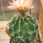 Hamatocactus setispinus Hybride