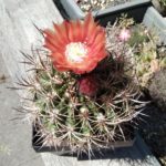 Horridocactus curvispinus